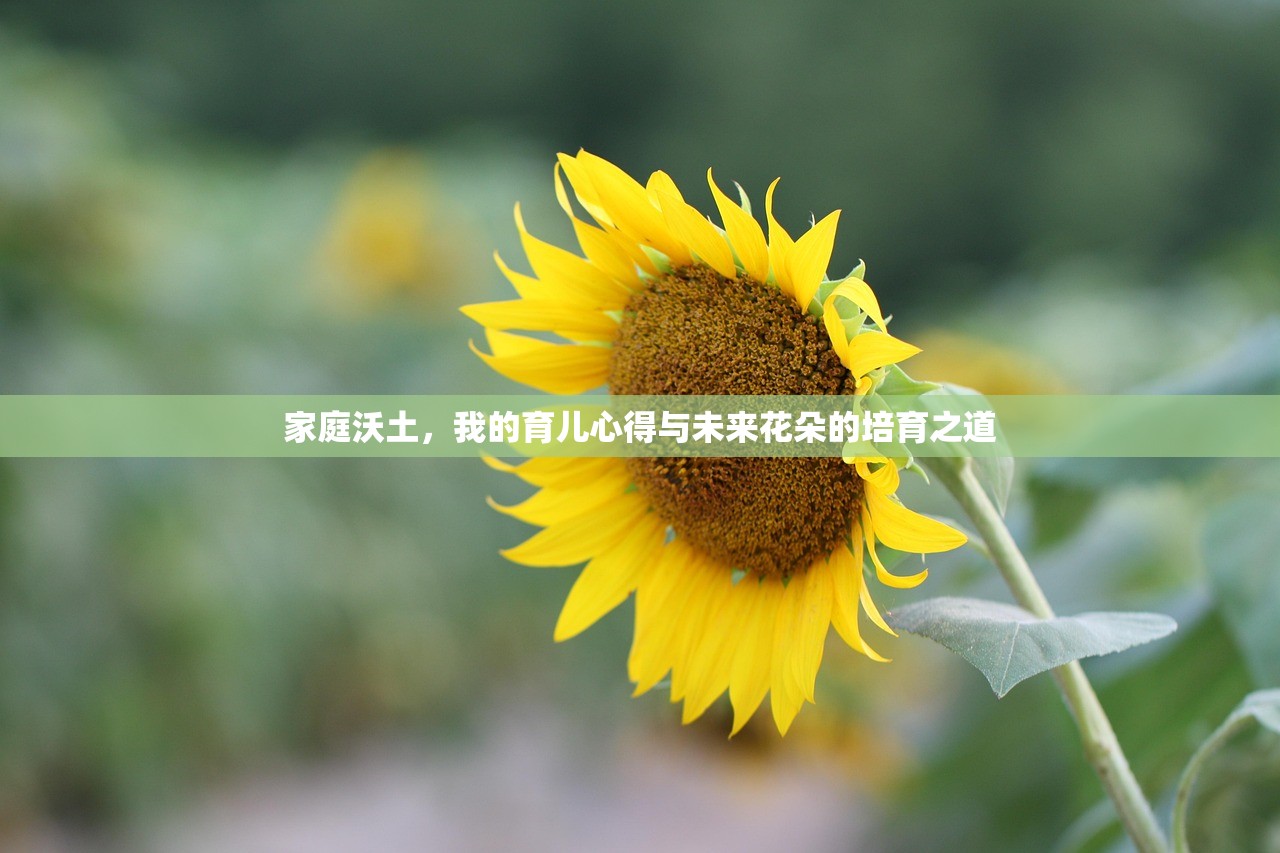 家庭沃土，我的育儿心得与未来花朵的培育之道